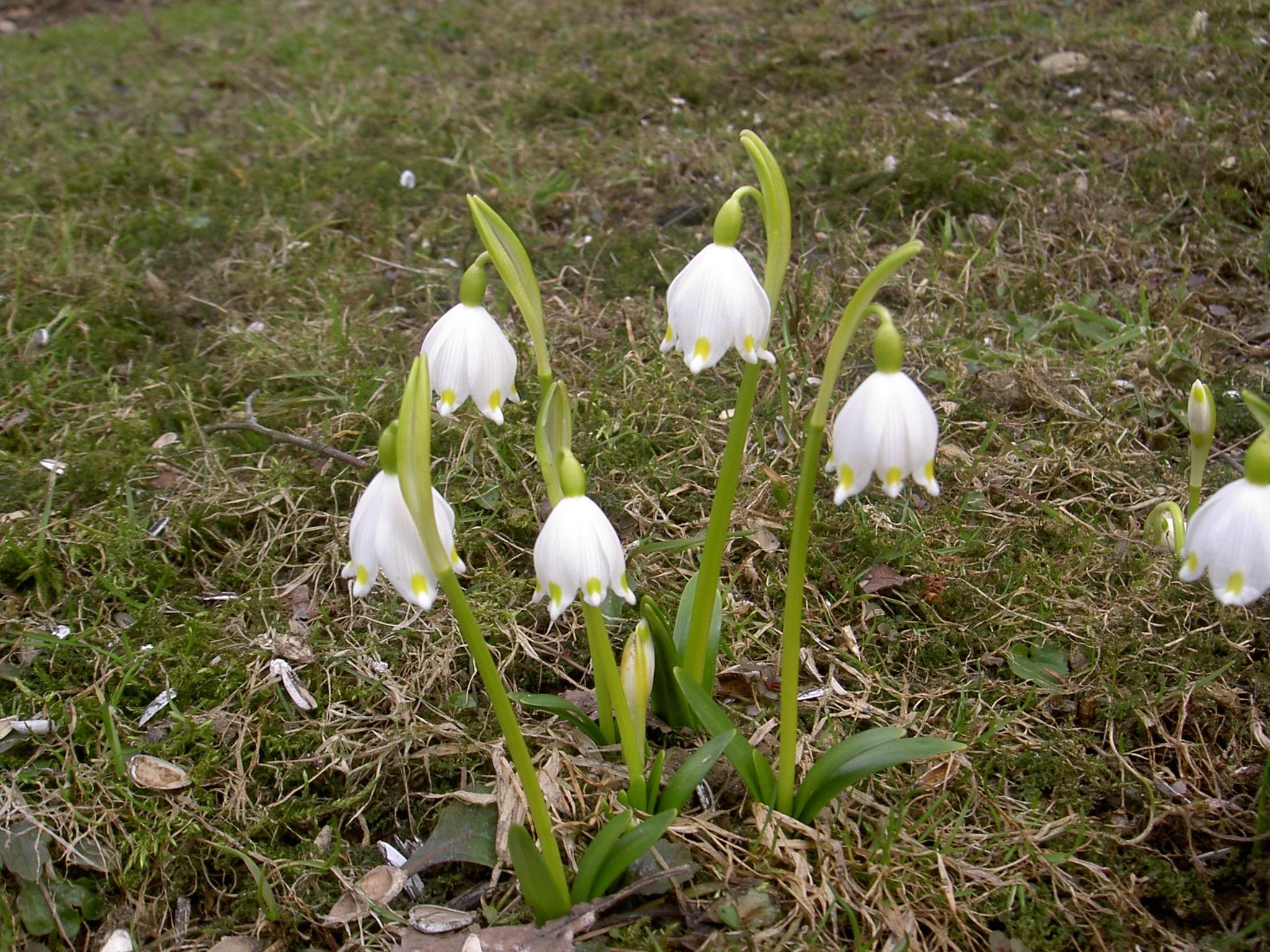 Frühlingsknotenblume