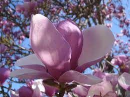 Magnolie