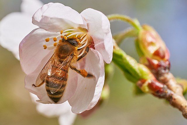 Blütenbesuchende Biene