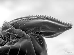 Drosophila