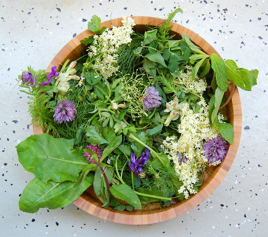 Wildkräuter Wildkräuter