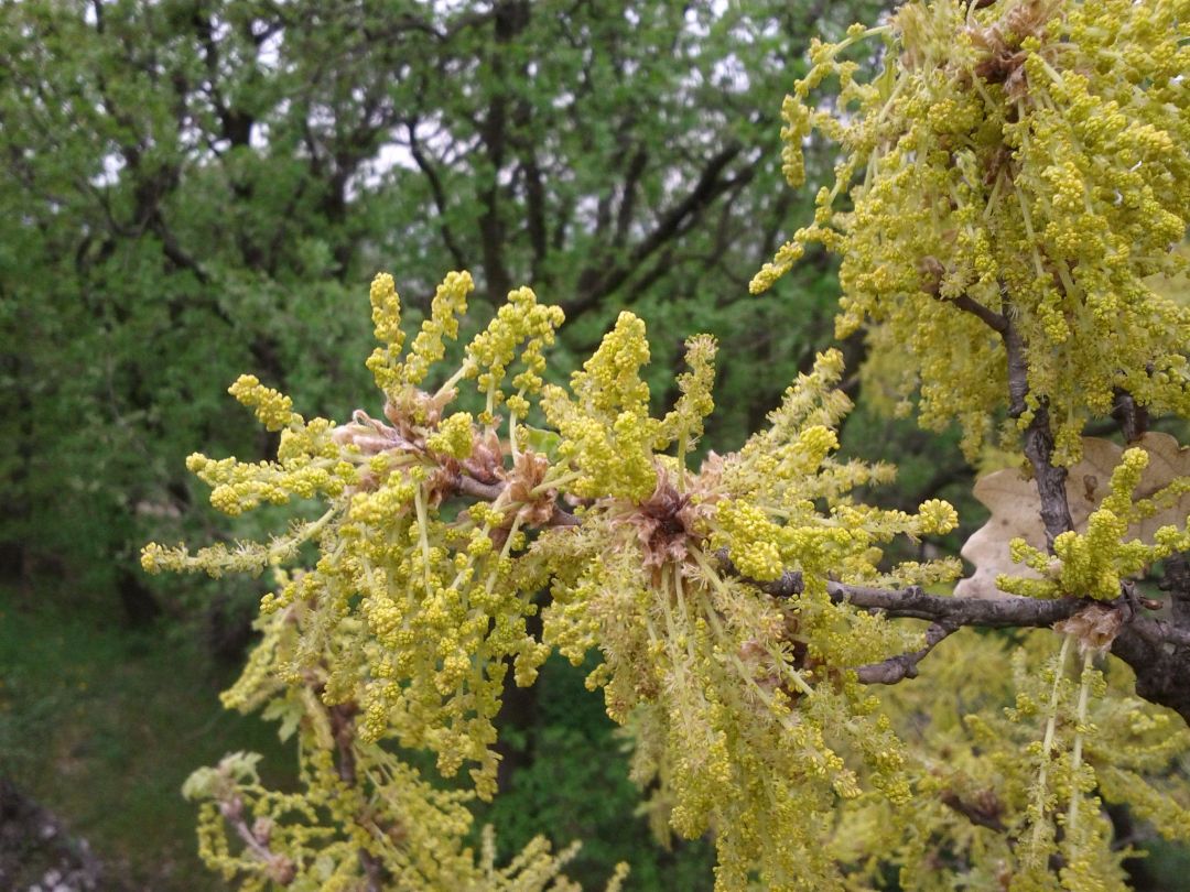 Flaumeiche Flaumeiche